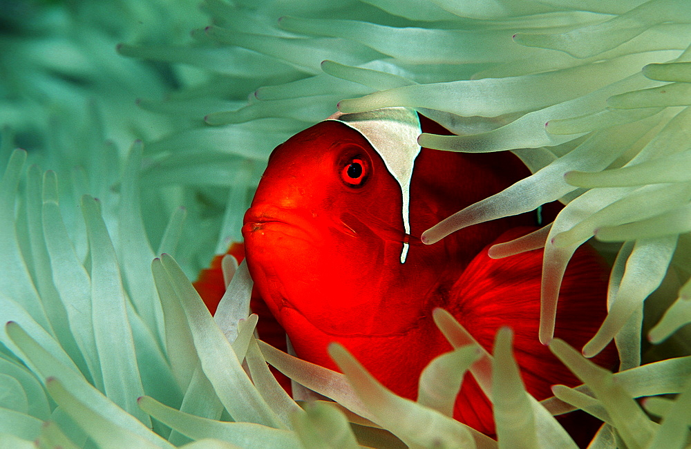 Spinecheek clownfish, Premnas aculeatus, Papua New Guinea, Pacific ocean