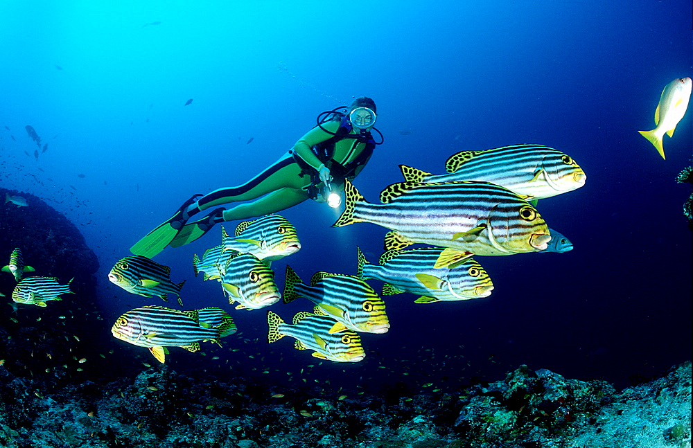 Oriental sweetlips and scuba diver, Plectorhinchus vittatus, Maldives Island, Indian Ocean, Ari Atol, Maayafushi