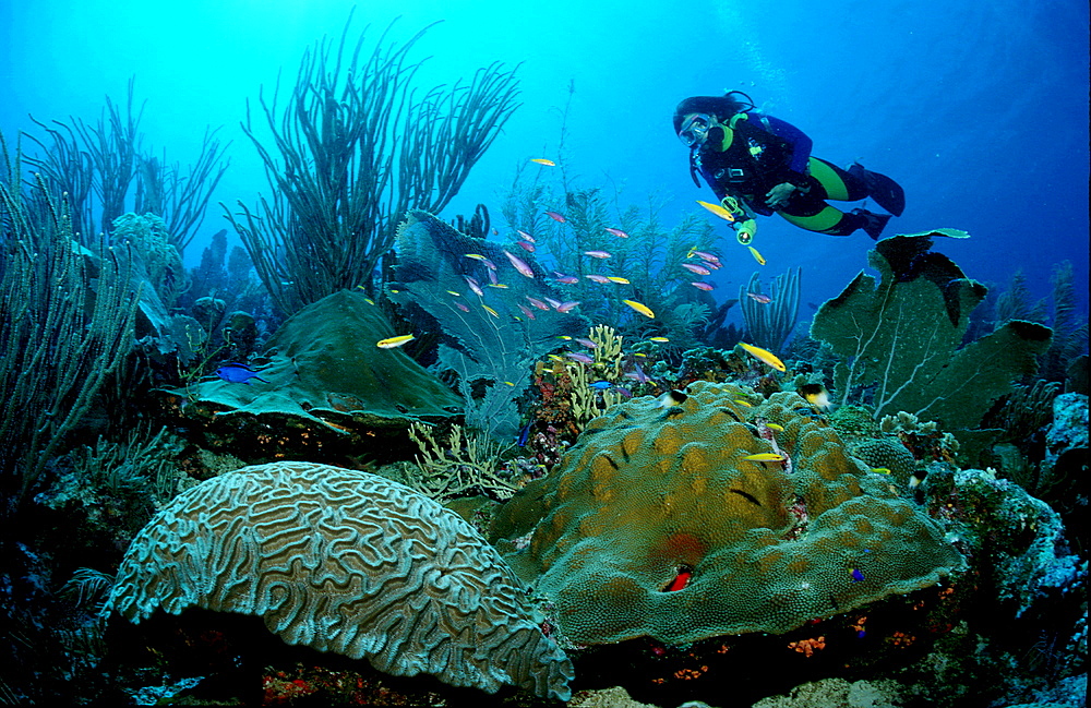 Caribbean reef and scuba diver, Bonaire, Caribbean Sea