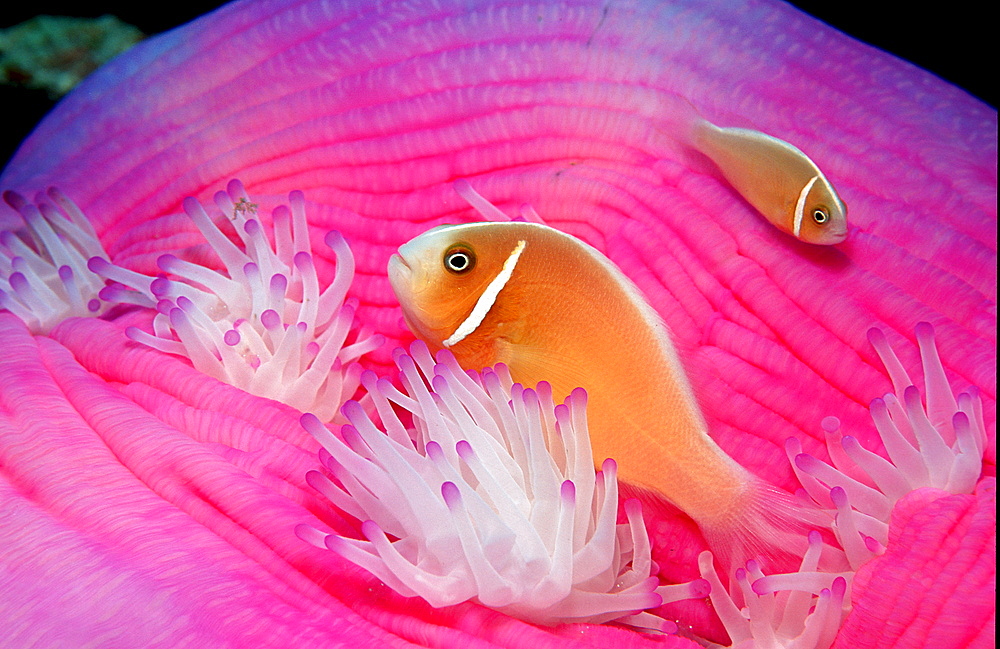 Pink anemonefish, Amphiprion perideraion, Australia, Pacific Ocean, Coral Sea