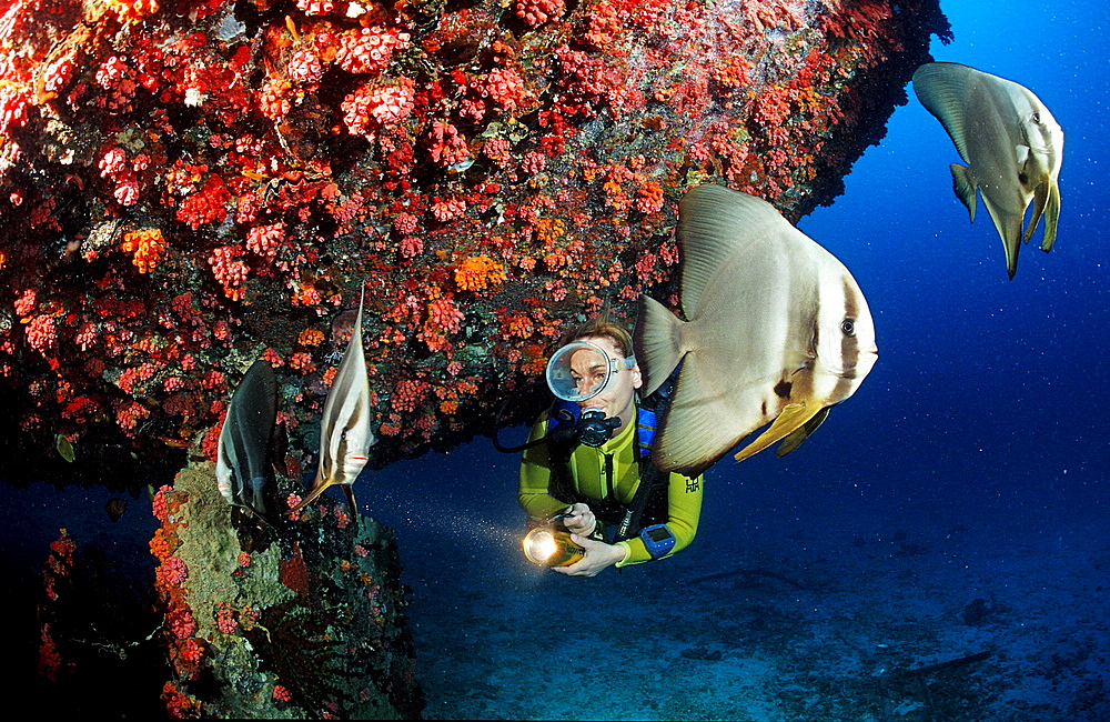 Longfin batfish and scuba diver near ship wreck, Platax teira, Maldives Islands, Indian ocean, Ari Atol, Atoll