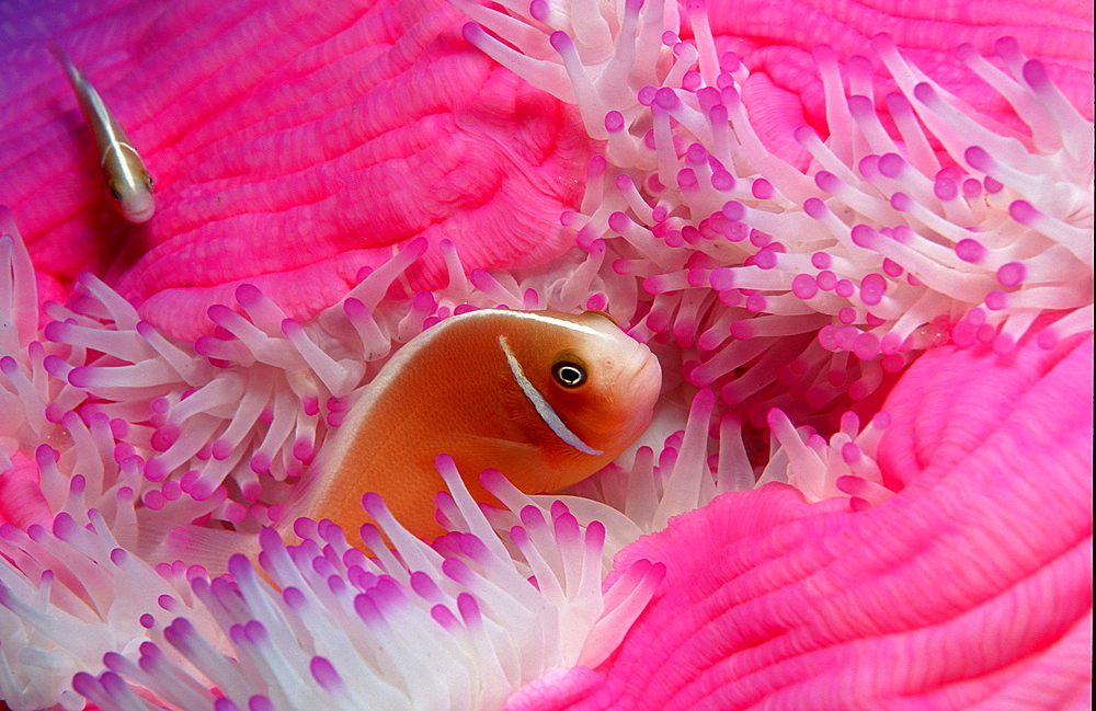 Pink anemonefish, Amphiprion perideraion, Australia, Pacific Ocean, Coral Sea