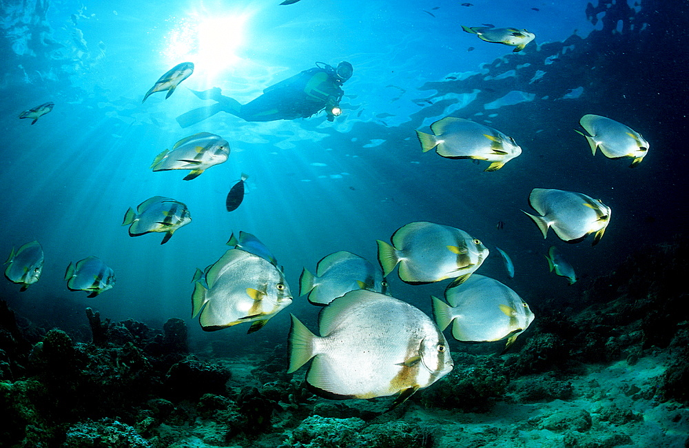 Pinnate batfish and scuba diver, Platax pinnatus, Malaysia, Pazifik, Pacific ocean, Borneo, Sipadan