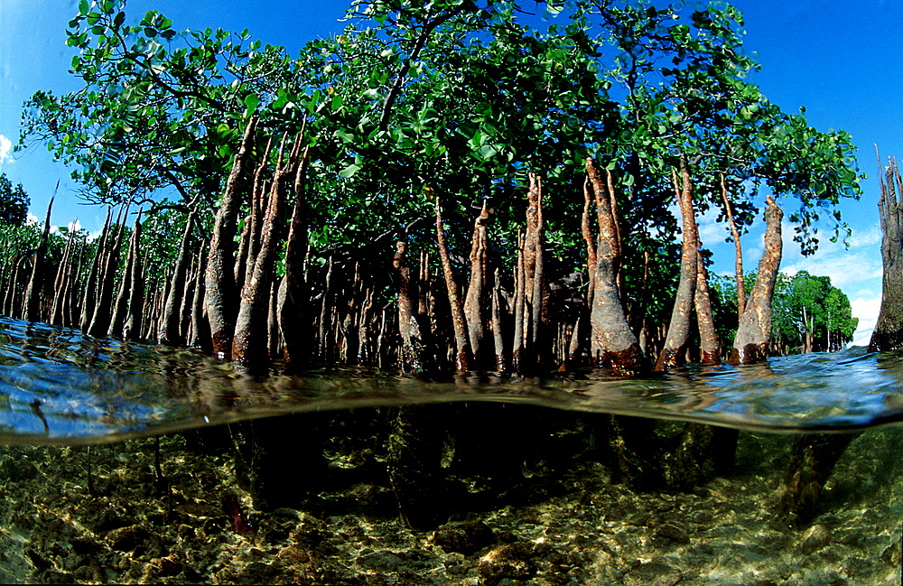 Mangroves, Mangrove trees, Papua New Guinea, Pacific ocean
