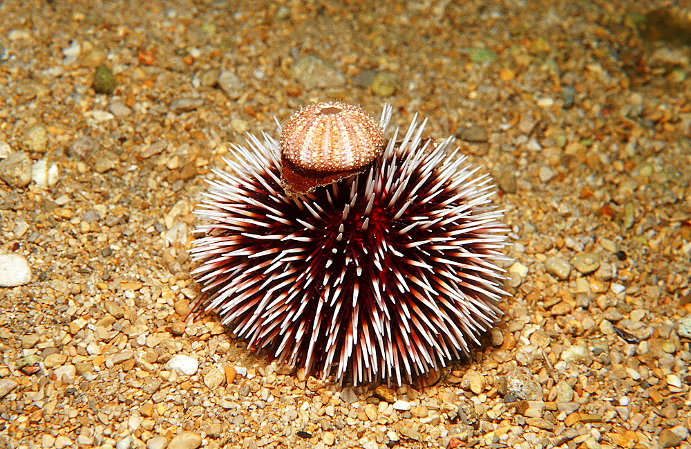 violet sea urchin, Sphaerechinus granularis, Greece, Mediterranean Sea