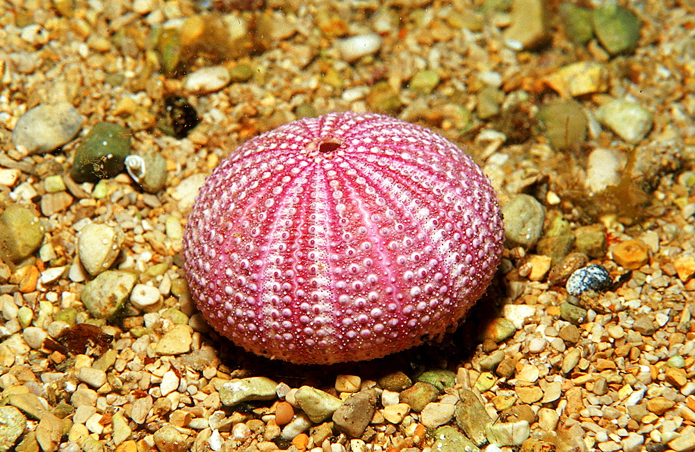 Dead violet sea urchin, Sphaerechinus granularis, Greece, Mediterranean Sea