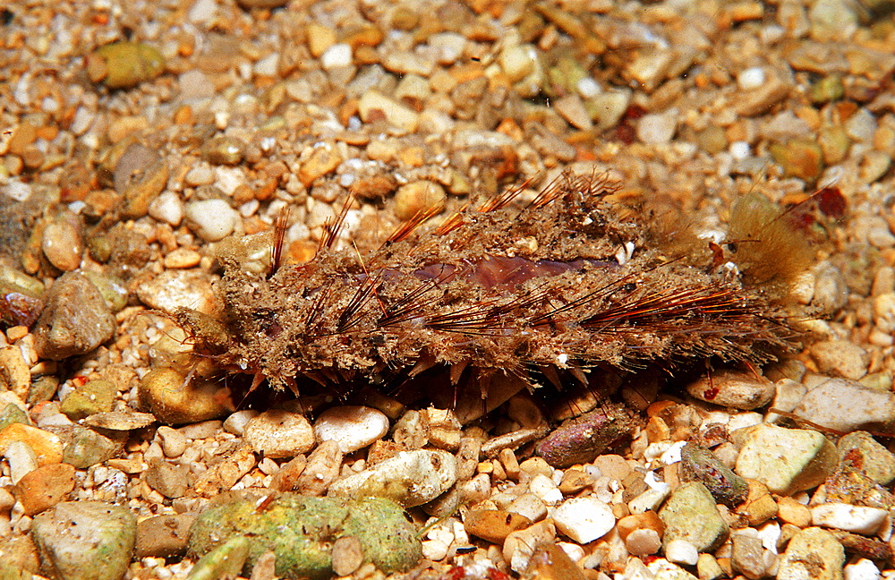 Sea mouse, Aphrodita aculeata, Greece, Mediterranean Sea