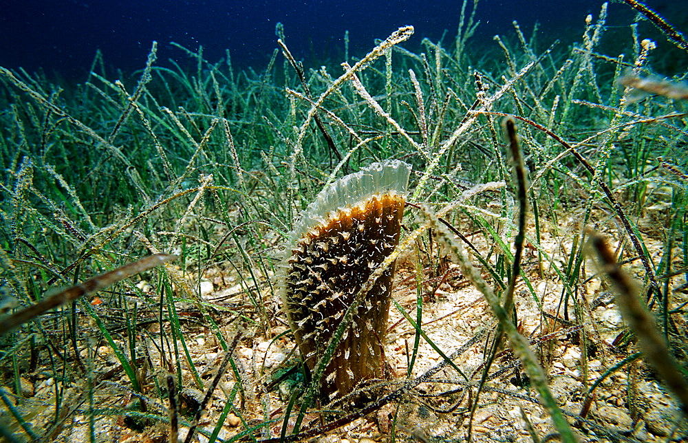 fan mussel in seagrass, Pinna nobilis, Croatia, Istria, Mediterranean Sea