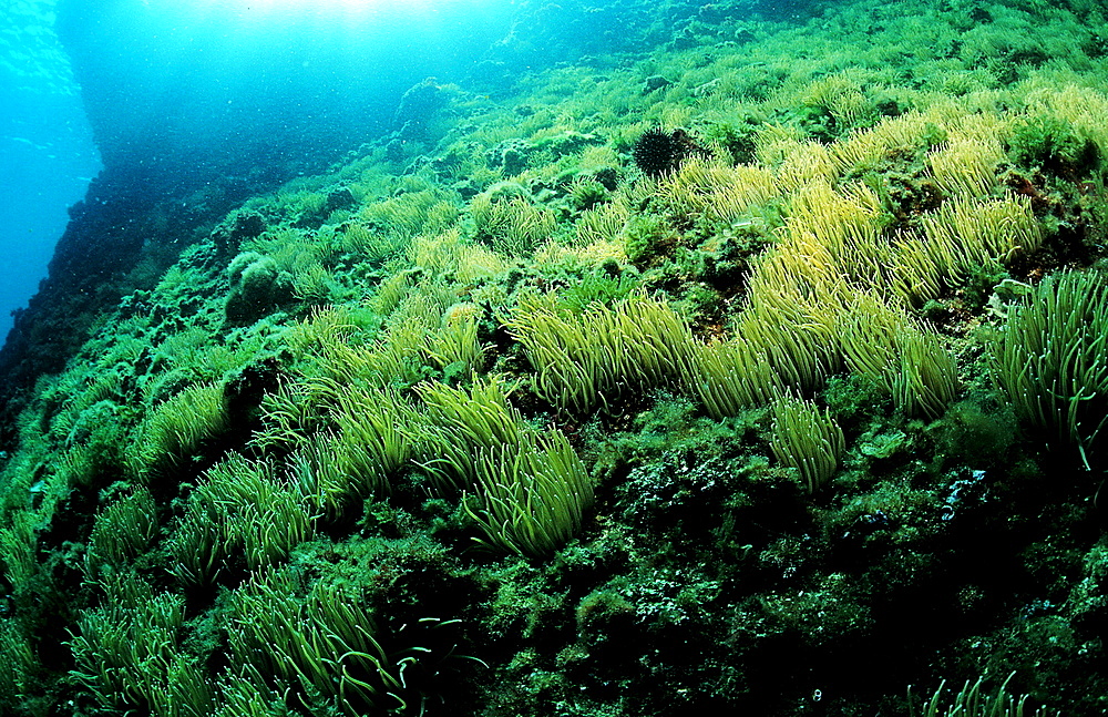 reef with Snakeslock anemone, Anemonia sulcata, Croatia, Istria, Mediterranean Sea