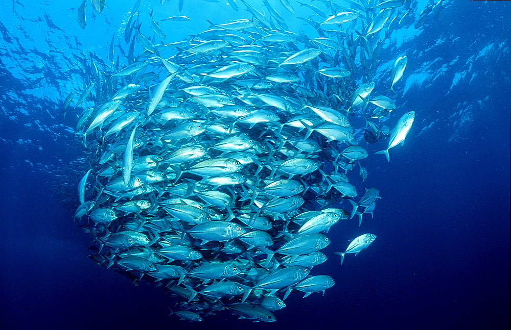 Bigeye trevally, Caranx sexfasciatus, Philippines, Pacific ocean