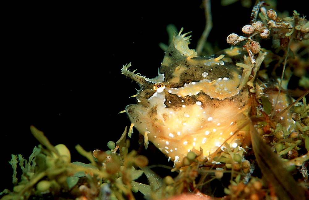 Sargassum frogfish, Histrio histrio, Papua New Guinea, Pacific ocean