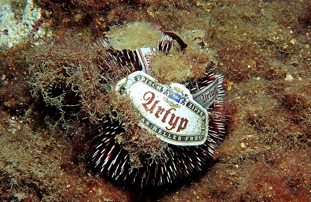 violet sea urchin with litter, Sphaerechinus granularis, Croatia, Istria, Mediterranean Sea