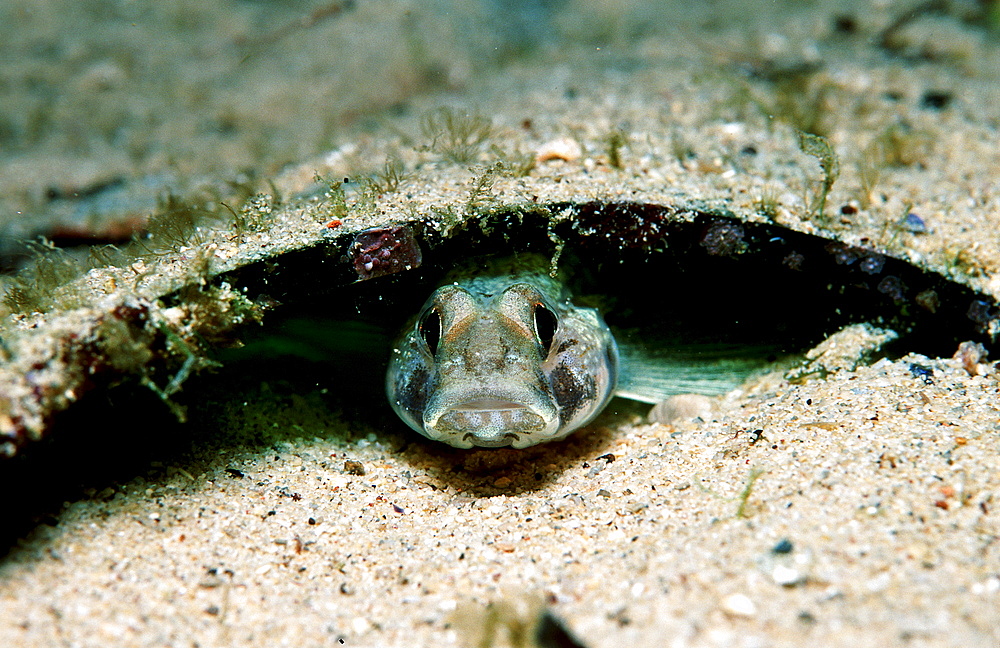 Goby under piece of broken glass, Gobius niger jozo, Croatia, Istria, Mediterranean Sea