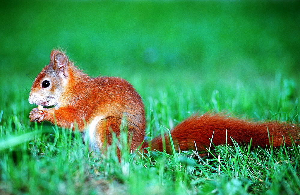 Red Squirrel, Sciurus vulgaris, Germany, Bavaria