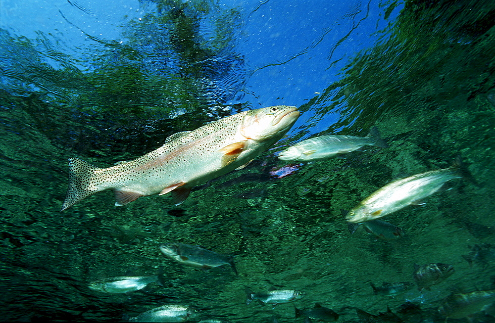 rainbow trout, Oncorhynchus mykiss, Germany, Bavaria