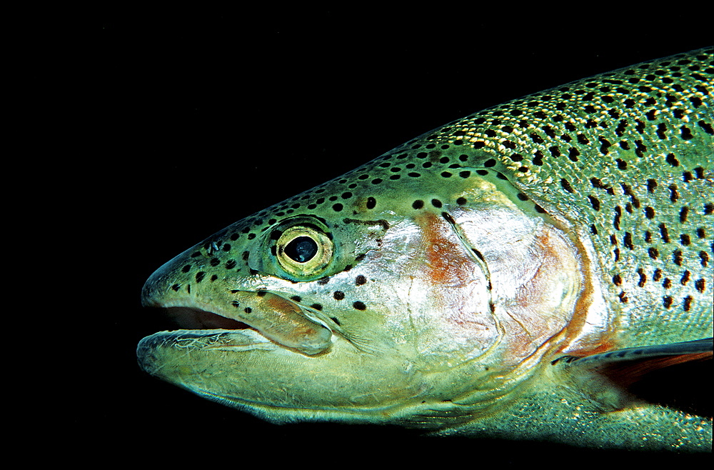 rainbow trout, head portrait, Oncorhynchus mykiss, Germany, Bavaria