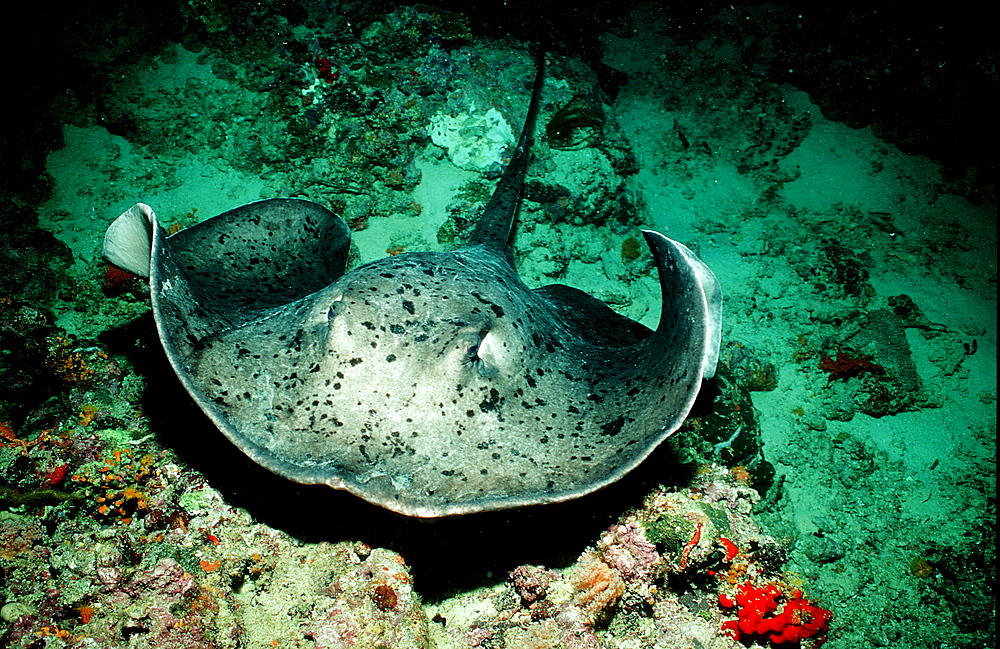 Black-spotted stingray, Taeniura meyeni, Seychelles, Indian ocean