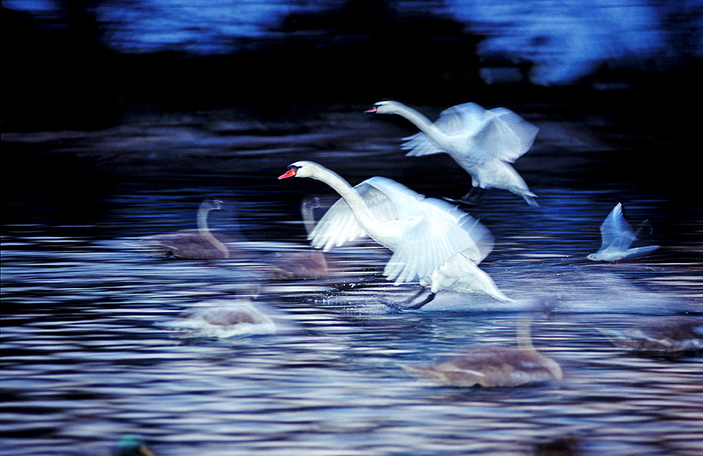 MUTE SWAN LANDING ON WATER, CYGNUS OLOR, Germany, Bavaria, Isar, Munich