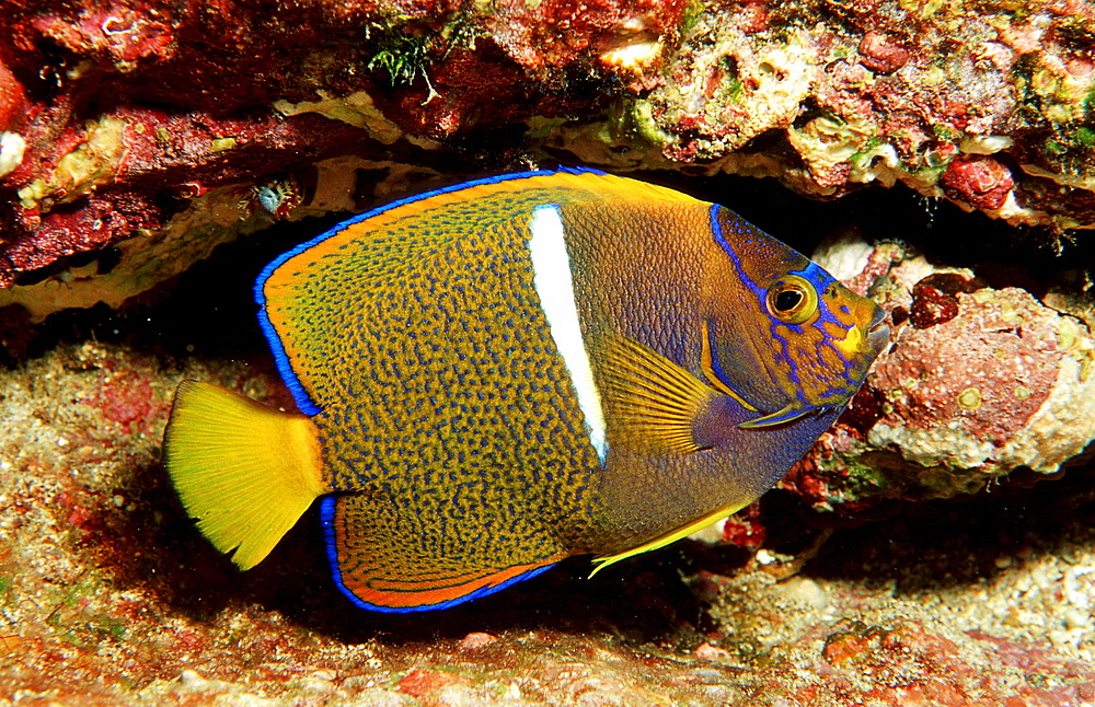 Juvenile Galapagos Angelfish, Holocanthus passer, Costa Rica, Cocos Island, South america, Latin america