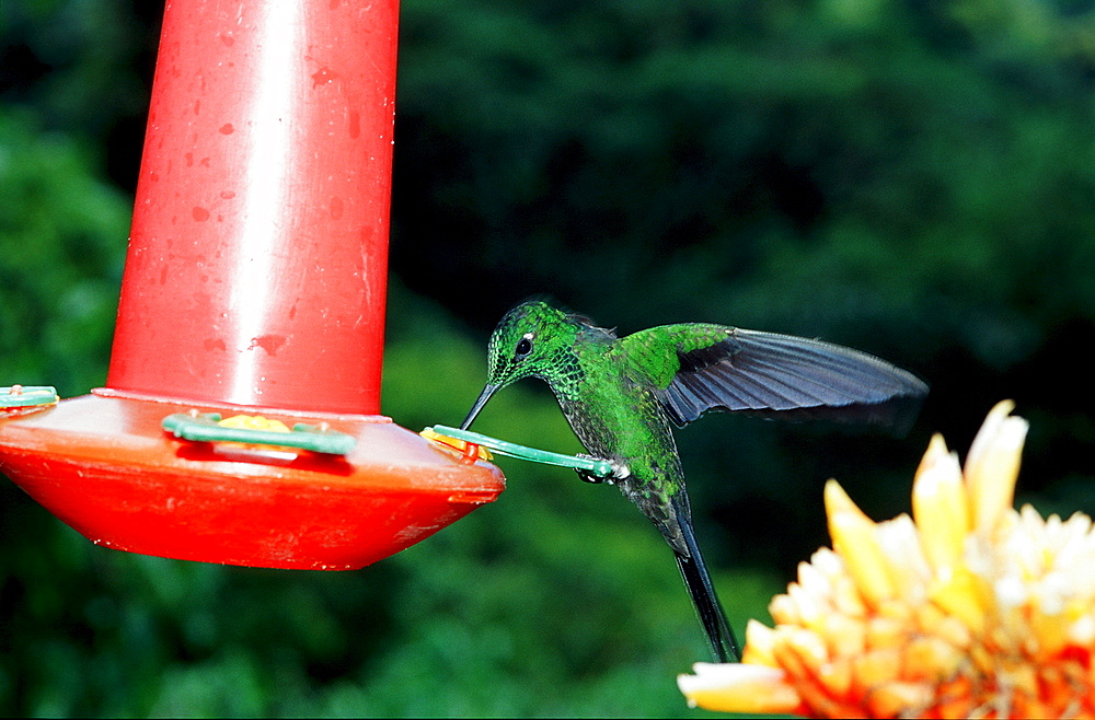 HUMMINGBIRD, Coppery headed Emerald, Costa Rica, South america, La Paz Waterfall Gardens, Peace Lodge