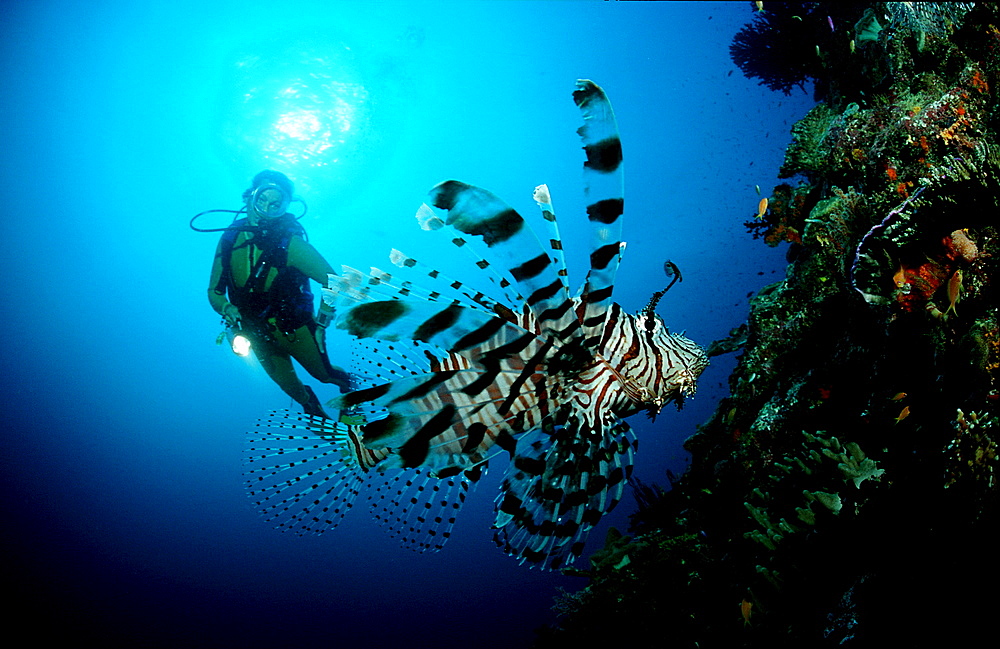 lionfish, turkeyfish and scuba diver, Pterois volitans, Australia, Pacific Ocean, Coral Sea