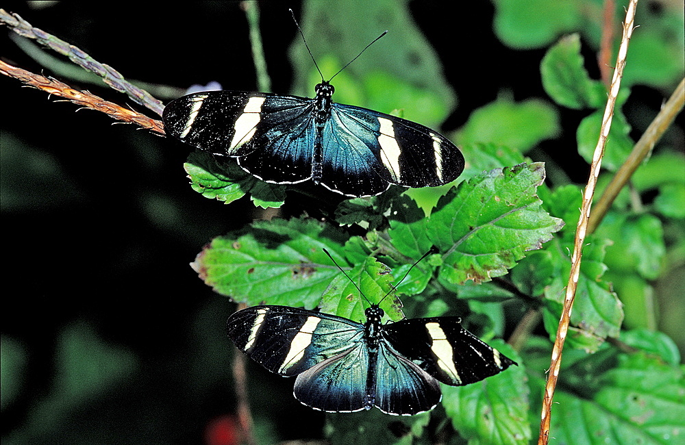 Two tropical Butterflies, Butterfly, Costa Rica, South america, La Paz Waterfall Gardens, Peace Lodge