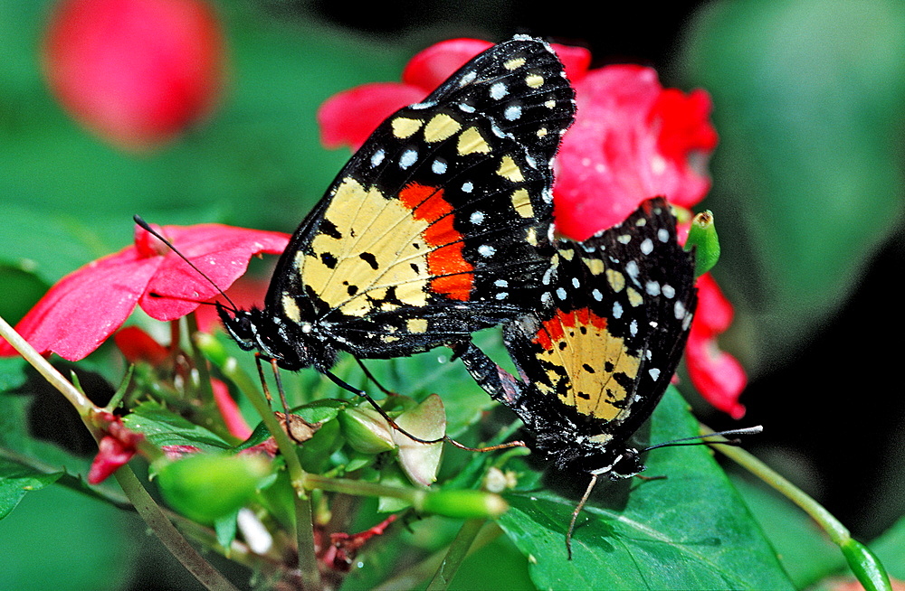 Two mating tropical Butterflies, Butterfly, Sex, Costa Rica, South america, La Paz Waterfall Gardens, Peace Lodge