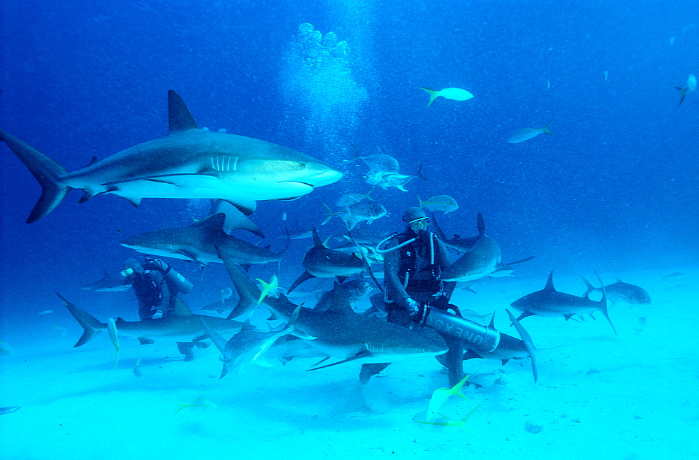 Caribbean reef shark feeding, Carcharhinus perezi, Bahamas, Caribbean Sea, Grand Bahama