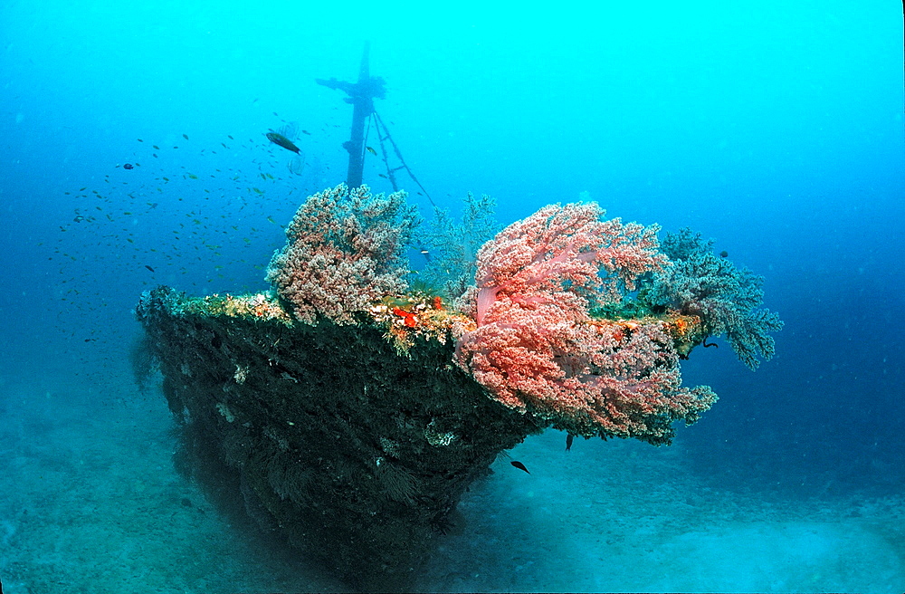 Halaveli Wreck and scuba diver, Maldives Islands, Ari atoll