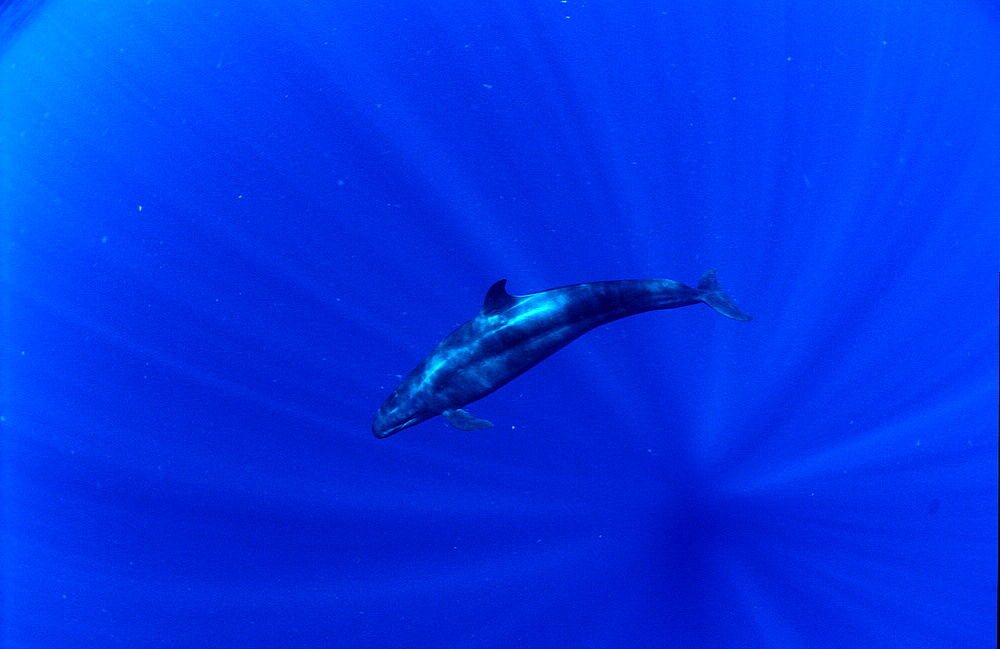 False Killer Whale, Pseudorca crassidens, Papua New Guinea, Pacific ocean