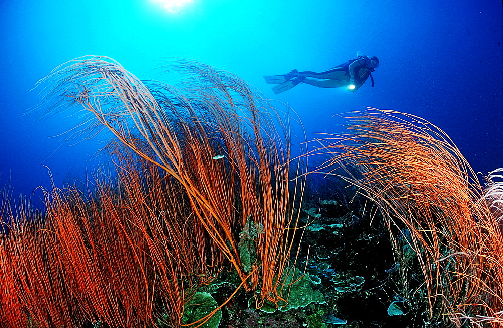 Red sea whip and scuba diver, Junceella rubra, Papua New Guinea, Pacific Ocean