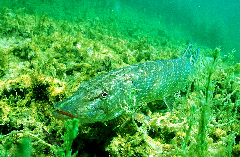 pike, Esox lucius, Germany, Bavaria, Starnberger See