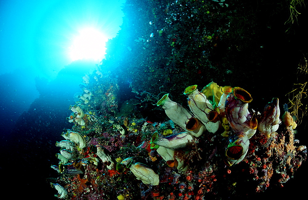 Coral reef with sea squirts, Ascidia, Papua New Guinea, Pacific ocean
