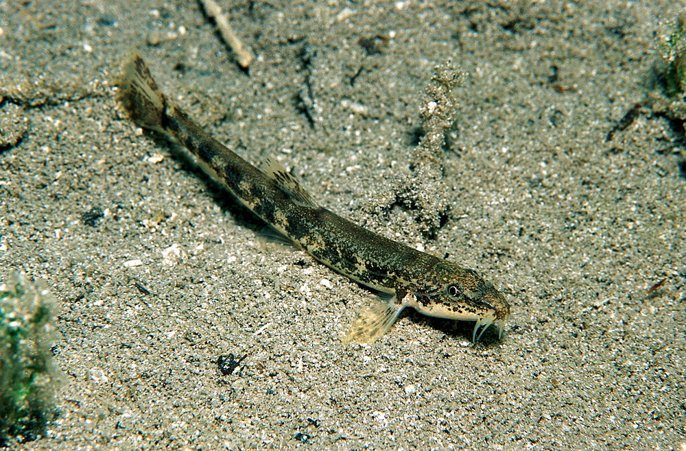 Stone loach, Barbatula barbatula, Austria, Blindsee, Tirol