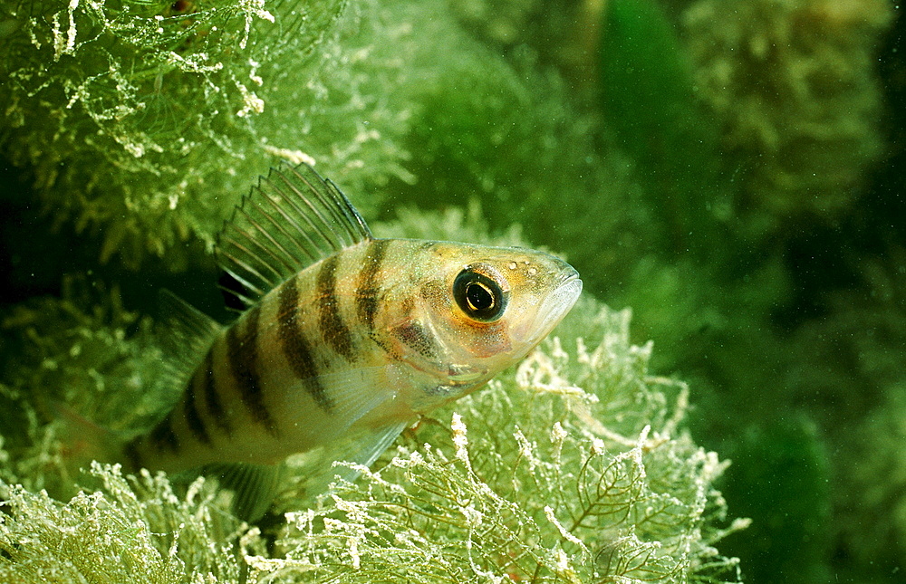 perch, Perca flluviatilis, Germany, Bavaria, Starnberger See