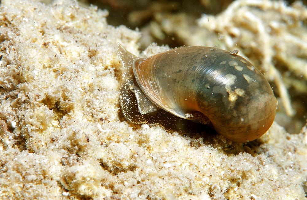 freshwater snail, Lymnaeidae, Austria, Tirol, Blindsee