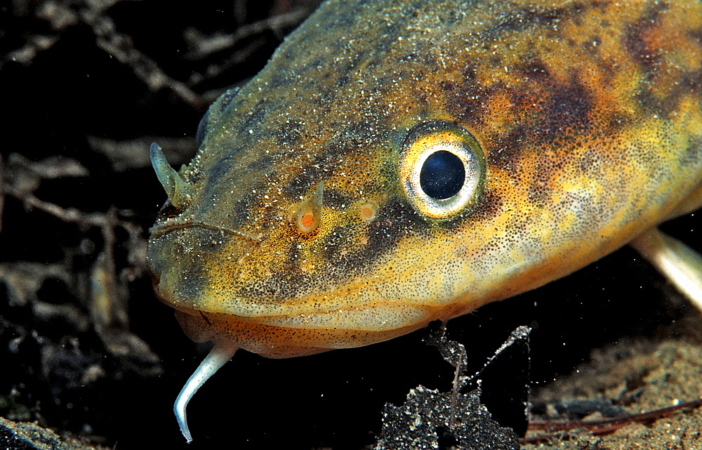 burbot, Lota lota, Austria, Grundlsee, Salzkammergut