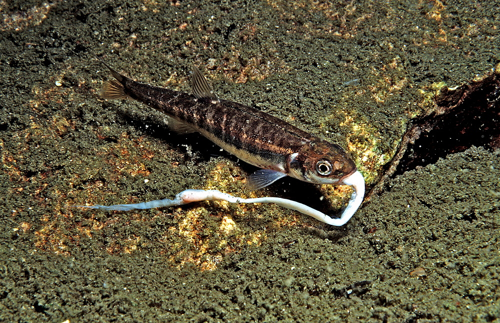 Minnow eating worm, Phoxinus phoxinus, Austria, Grundlsee