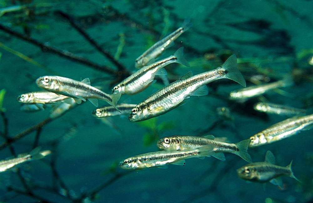 Schooling Minnow, Phoxinus phoxinus, Austria, Grundlsee