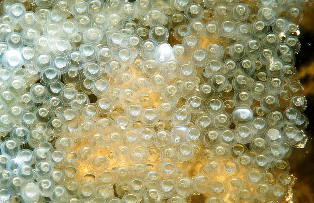 fish spawn, Germany, Starnberger See