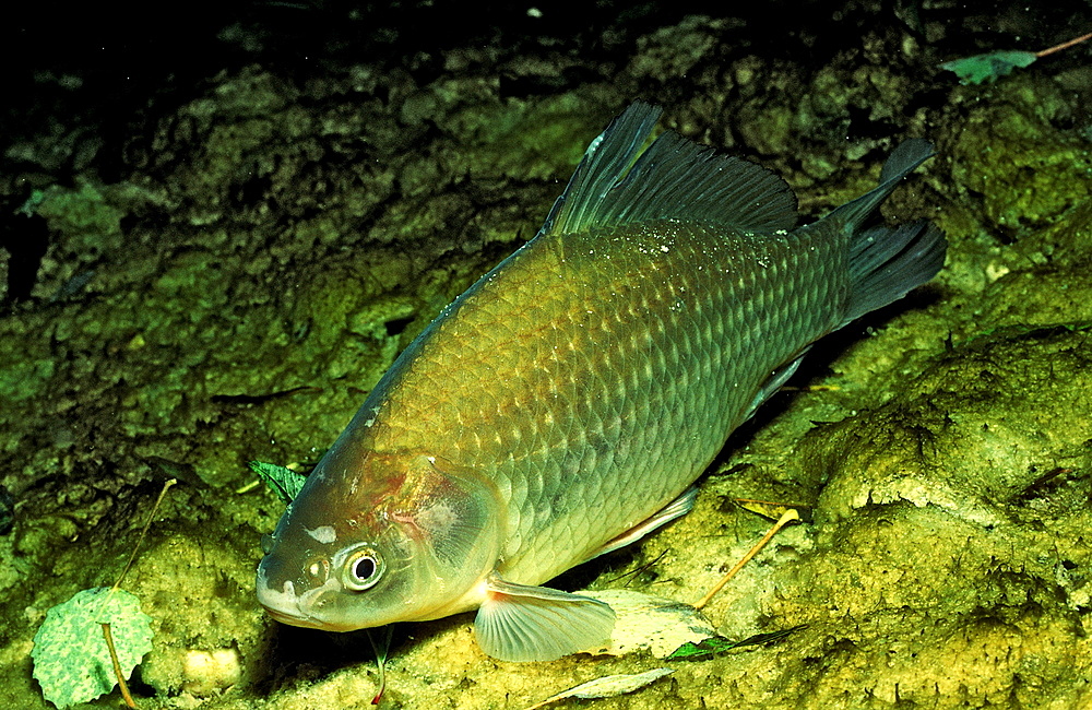 Crucian carp, Carassius carassius, Austria, Wei?ensee, Weissensee