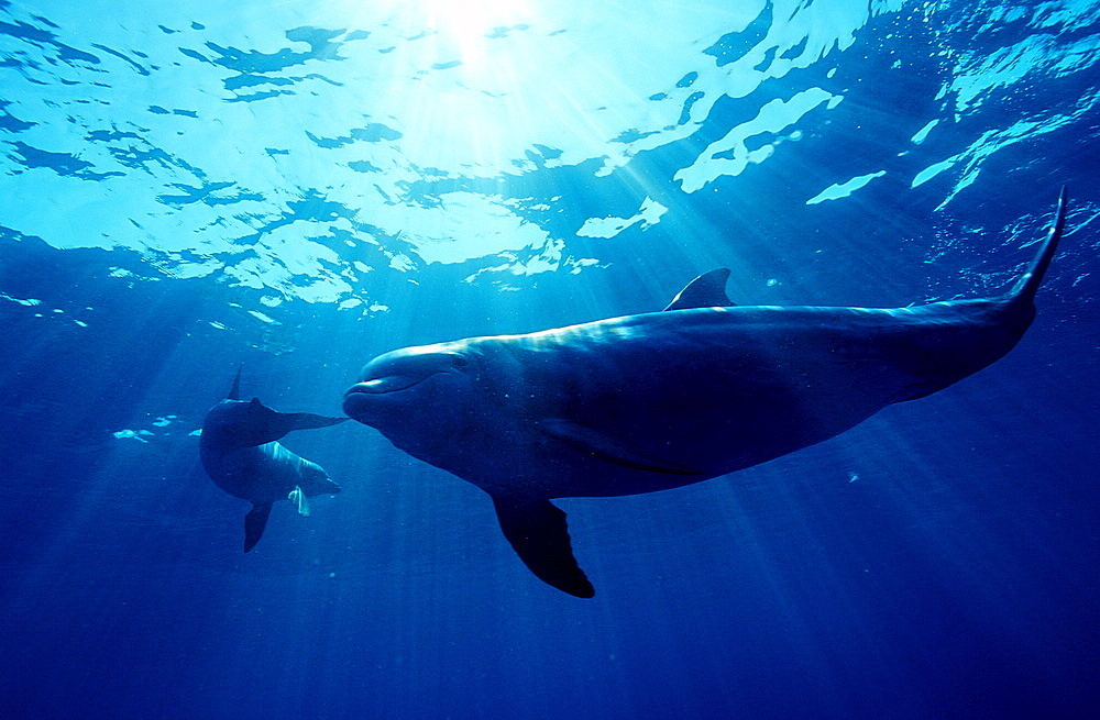 bottlenose dolphin, Tursiops truncatus, Bahamas, Caribbean Sea, Grand Bahama