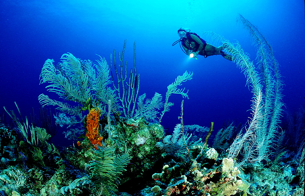 Caribbean coral reef and scuba diver,