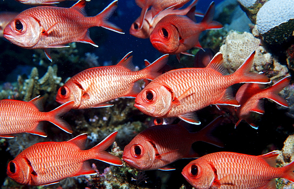 Schooling Blotcheye soldierfish, Myrpristis murdjan, Egypt, Sha?ab Shouna, Red Sea