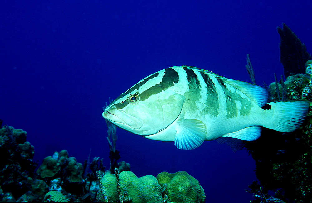 Coney, groupers, seabasses, Cephalopholis fulvus,