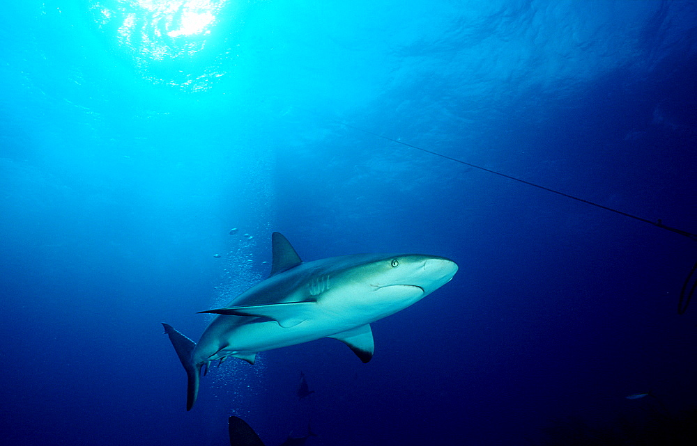 Caribbean reef shark, Carcharhinus perezi, Bahamas, Caribbean Sea