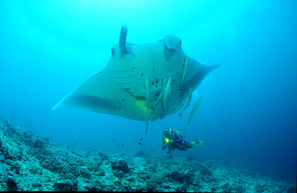 Manta ray and scuba diver, Manta birostris, Maldives Island, Indian Ocean, Ari Atol, Maayafushi