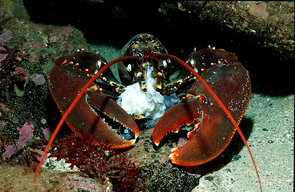 Lobster, Crayfish eats fish, Homarus gammarus, Norway, Atlantic ocean, north atlantic ocean