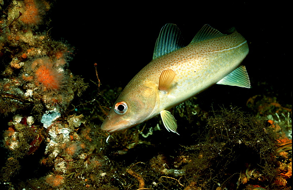 Cod, Gadus morhua, Norway, Atlantic ocean, north atlantic ocean