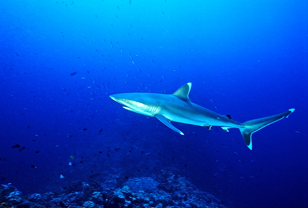 Silvertip shark, Carcharhinus albimarginatus, Australia, Great Barrier Reef